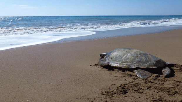 SPOT: Deniz kaplumbağalarının korunması için halkımızı duyarlı davranmaya çağırıyoruz